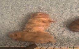 Pomeranian dogs for sale: Exotic color, mini Pomeranians  - Image 14