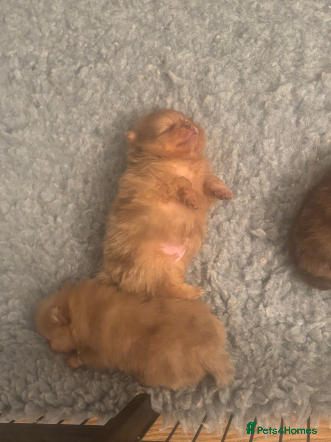 Pomeranian dogs for sale: Exotic color, mini Pomeranians  - Image 14