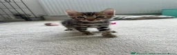 Bengal cats for sale: Ready to leave now  - Advert 15