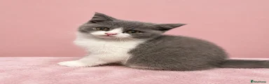 British Shorthair 1