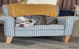 English Bulldog dogs for sale: Beautiful English bulldog - Image 3