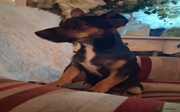 Mixed Breed dogs for sale: Jack russel cross chichuhua puppies Jackawawa - Image 7