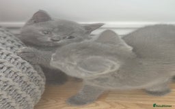 British Shorthair cats for sale: 6 Gorgeous BSH Kittens – Friendly & Playful! - Image 6