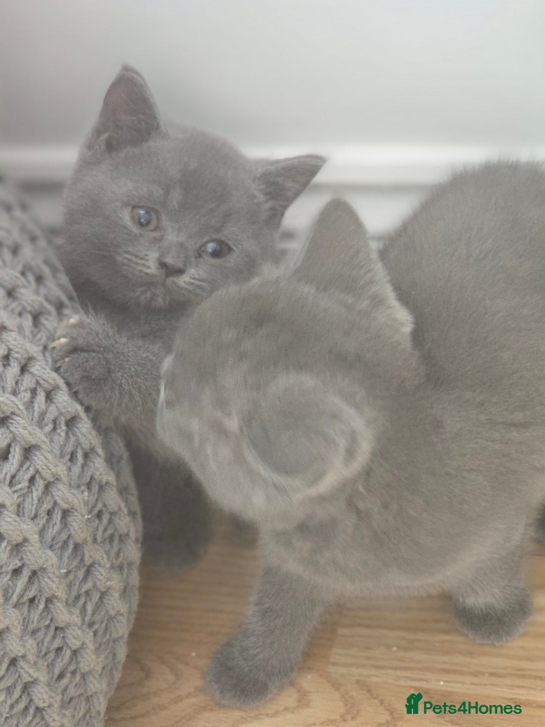 British Shorthair cats for sale: 6 Gorgeous BSH Kittens – Friendly & Playful! - Image 6