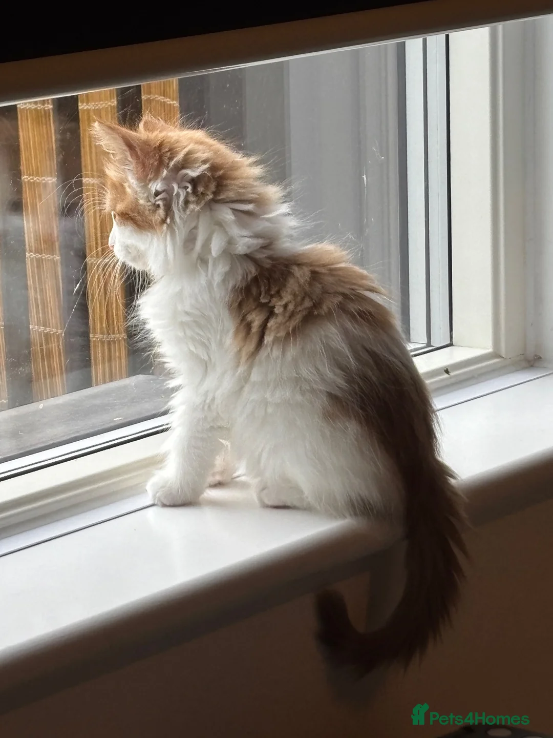 British Longhair cats for sale: 8 week old male kitten in Cambridge - Advert 4