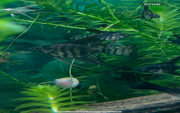 Angelfish fish for sale: Black long & shortfin ghost pinoys angelfish - Image 7