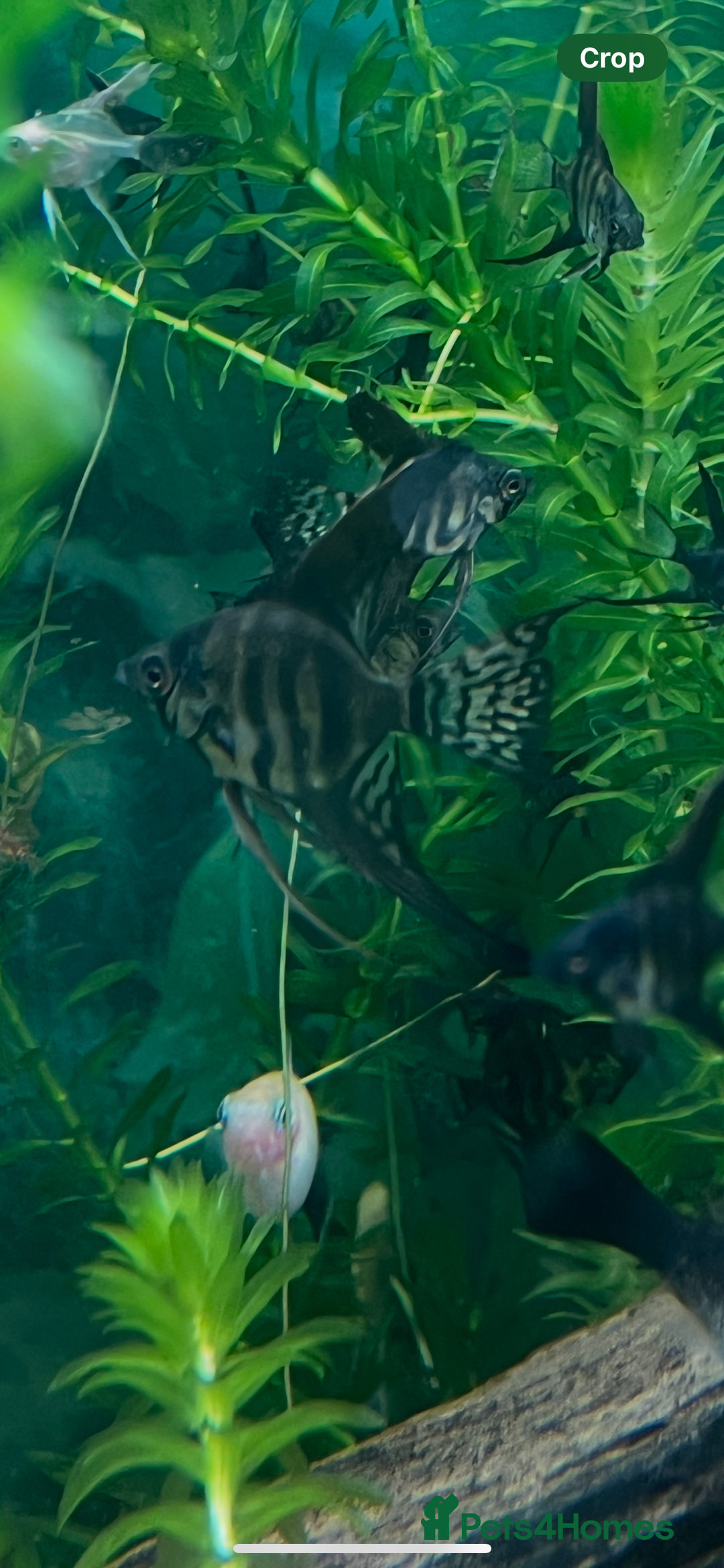 Angelfish fish for sale: Black long & shortfin ghost pinoys angelfish - Image 7