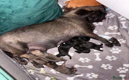 Pug dogs for sale: Last remaining male pug puppy!! Ready to leave now - Image 6