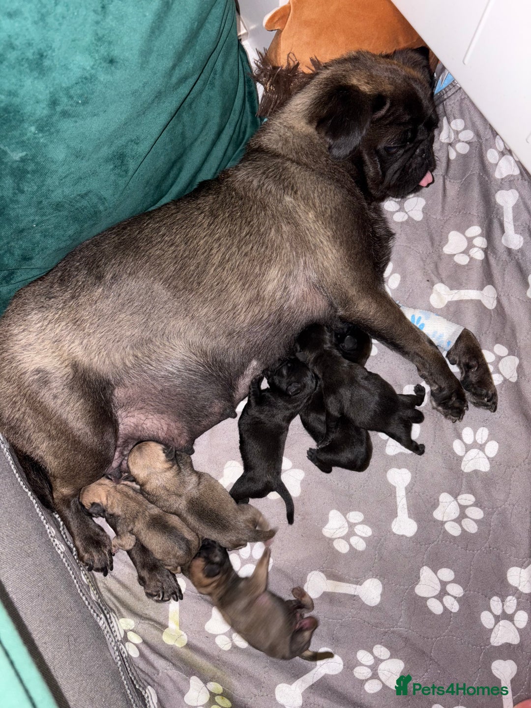 Pug dogs for sale: Last remaining male pug puppy!! Ready to leave now - Image 6
