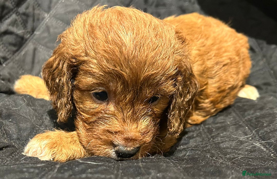 Cockapoo dogs for sale: STUNNING RED F1 TOY COCKAPOOS - Image 1