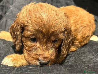 Cockapoo dogs - Advert 1