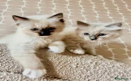 Ragdoll cats for sale: Pedigree Ragdoll Kittens seeking loving homes 🧡 - Image 6