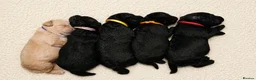 Double Doodle dogs for sale: F2 Miniature Australian Double Doodle  - Advert 26