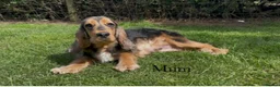 Cocker Spaniel dogs for sale: KC RegShow Type Cocker Spaniel Pups Health Tested - Advert 8