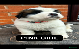 Saint Bernard dogs for sale: Stunning kc Saint Bernard puppies  - Image 9