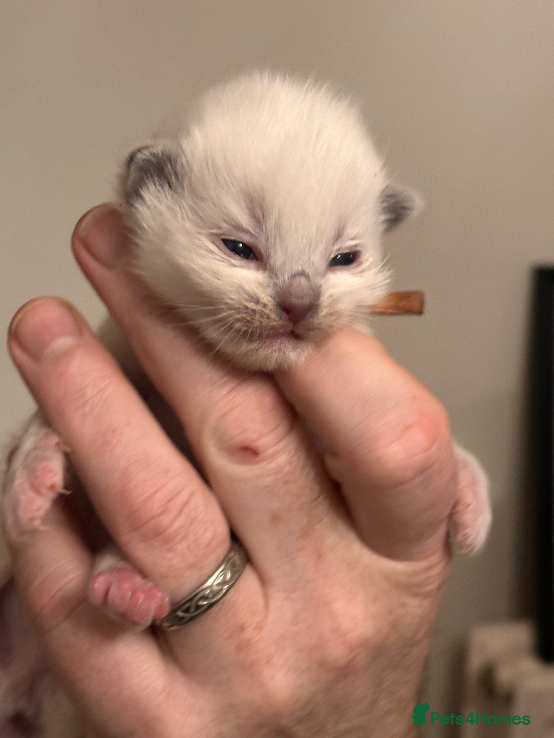 Ragdoll cats for sale: Champion TICA registered Ragdoll Kittens  - Advert 9