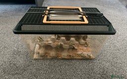 Bearded Dragon reptiles for sale: Bearded Dragon and full Vivarium Set Up - Image 6