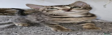 Bengal 4