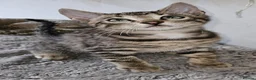 Bengal cats for sale: Bengal mix - Advert 2