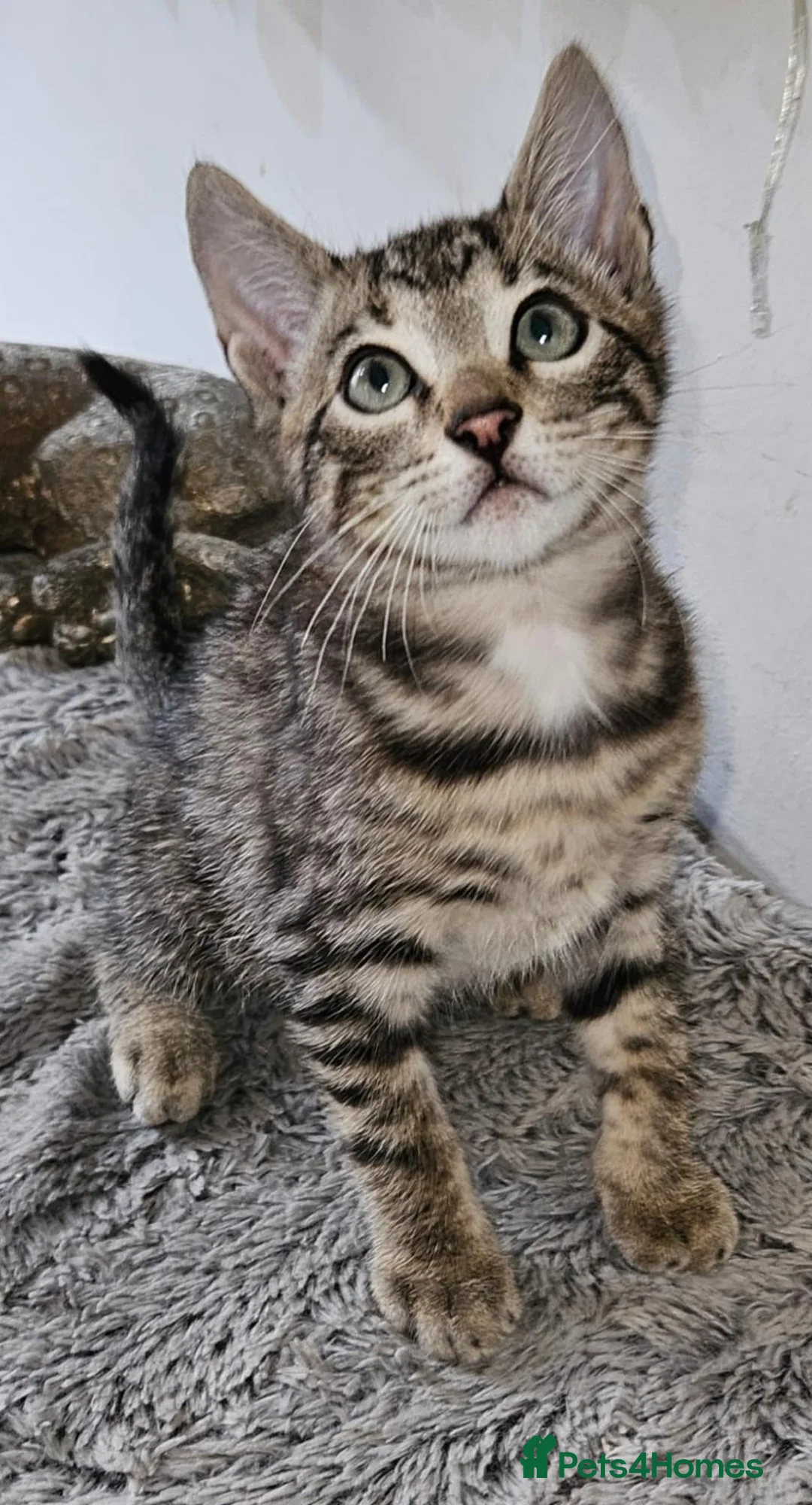 Bengal cats for sale: Bengal mix - Advert 2