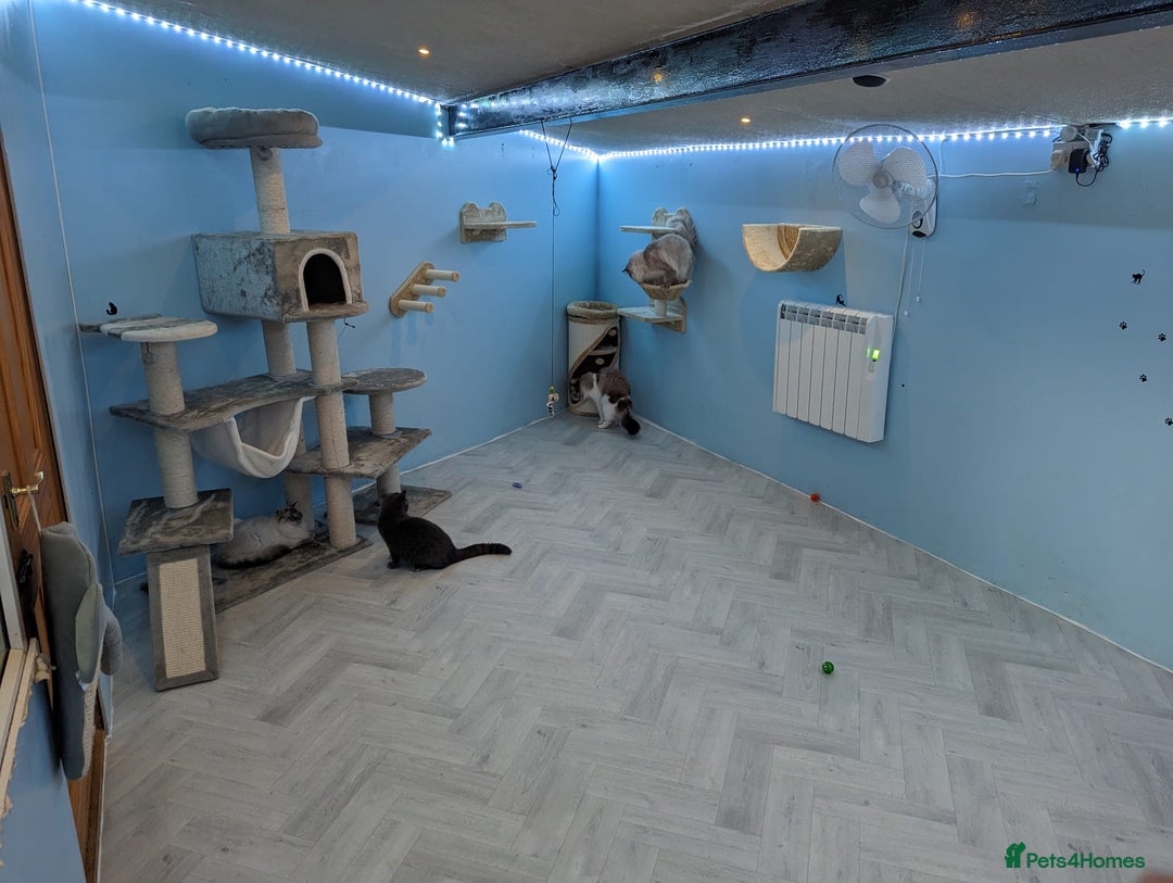 Ragdoll cats for stud: GCCF registered Ragdoll stud in Stoke-on-Trent - Advert 14