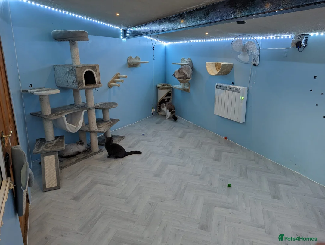 Ragdoll cats for stud: GCCF registered Ragdoll stud in Stoke-on-Trent - Advert 14