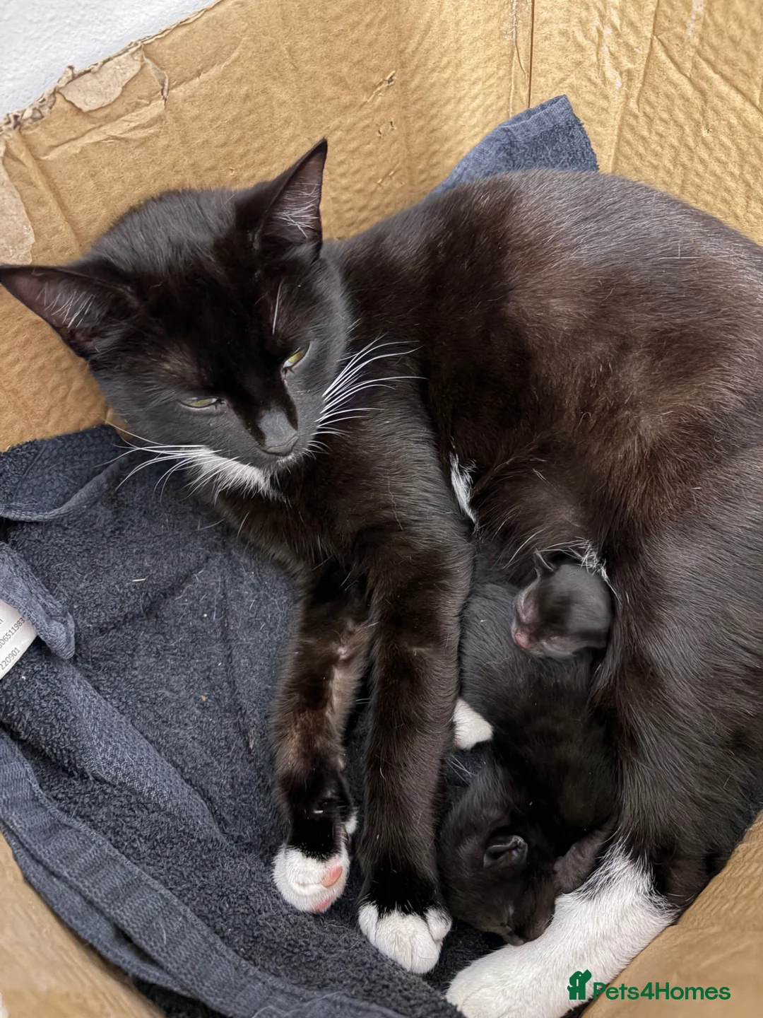 British Shorthair cats for sale: British shorthair X Siamese Kitten - Advert 5