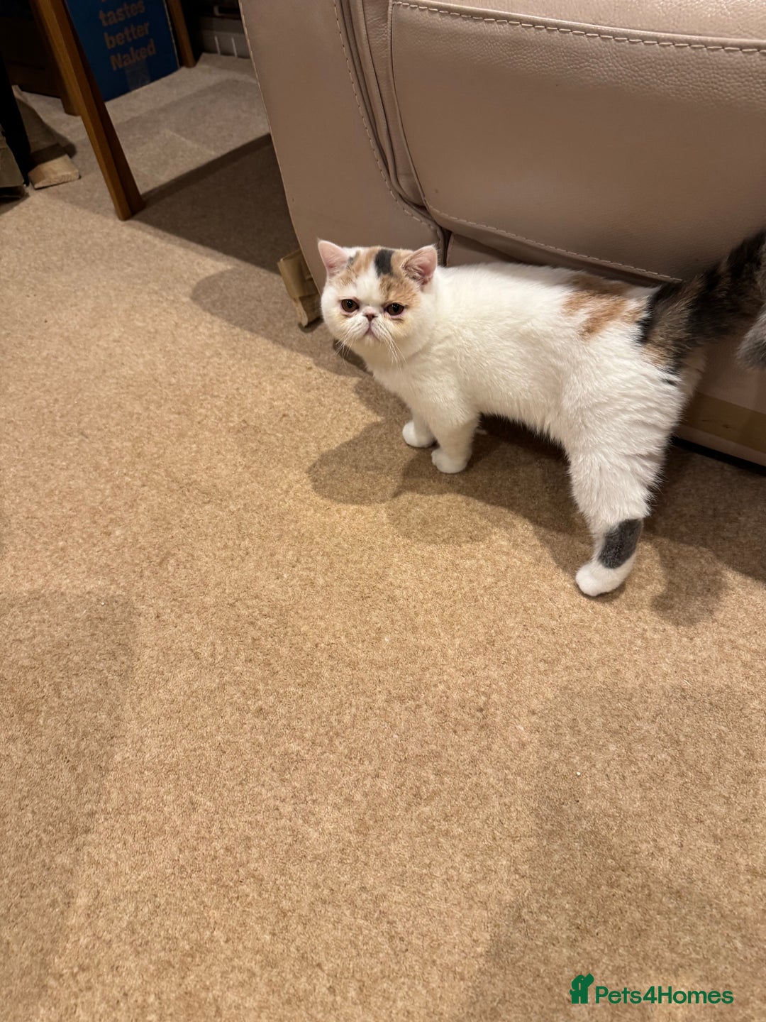 Exotic cats for sale: Outstanding quality exotic kittens  Champion lines - Advert 4