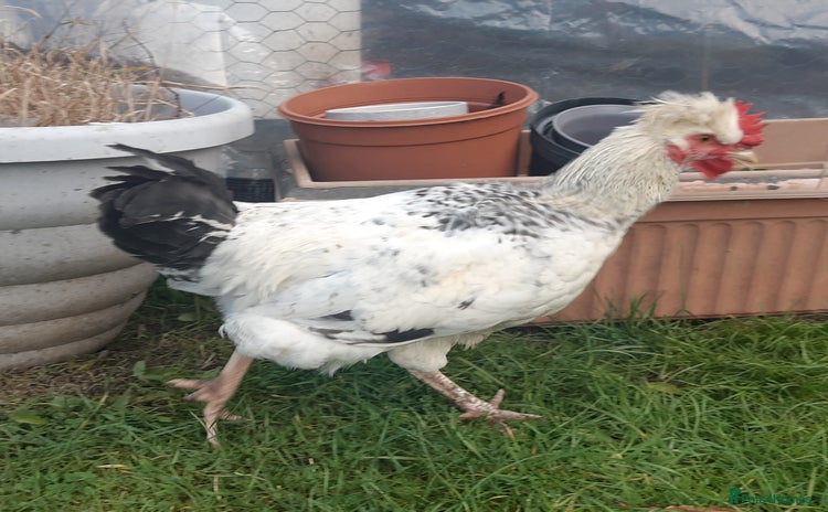 Chickens poultry - Advert 1