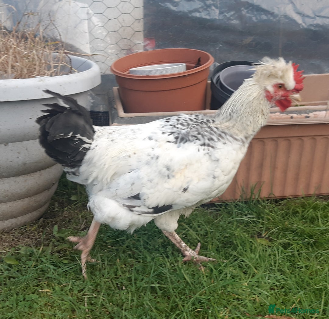 Chickens poultry for sale: Cockerals in need of a home - Image 1