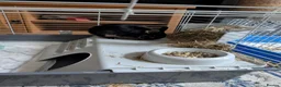 Netherland Dwarf rabbits for sale: Neutered male rabbit+ cage - Advert 4