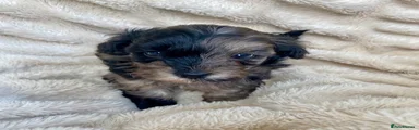 Maltipoo Puppy 2