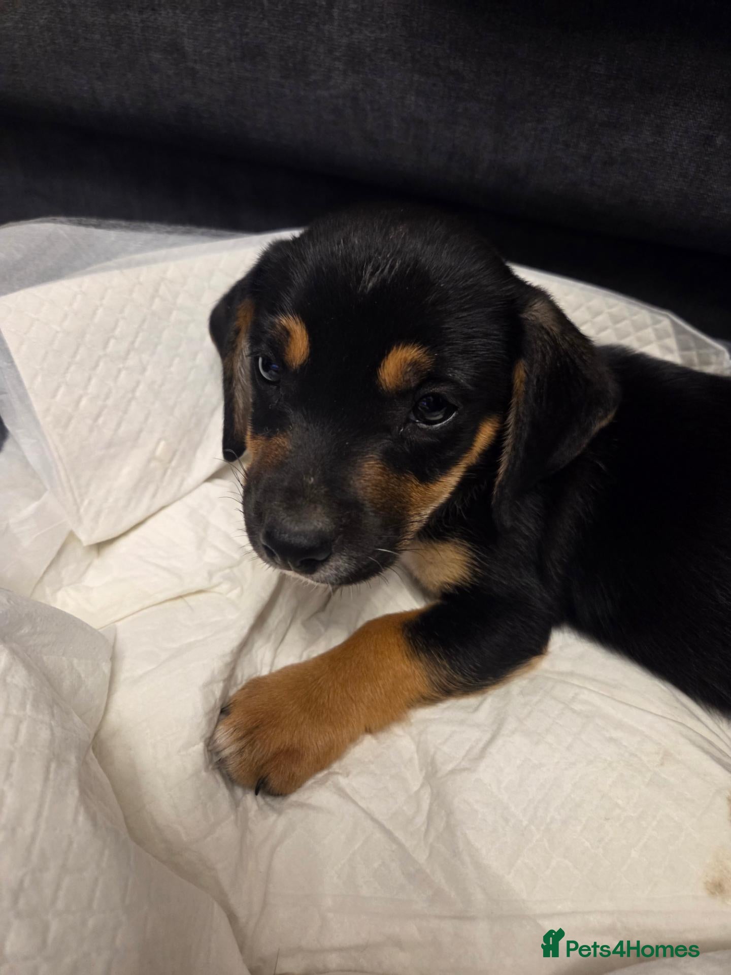 Mixed Breed dogs Lab/cocker Spanial/jack russell - Advert 16