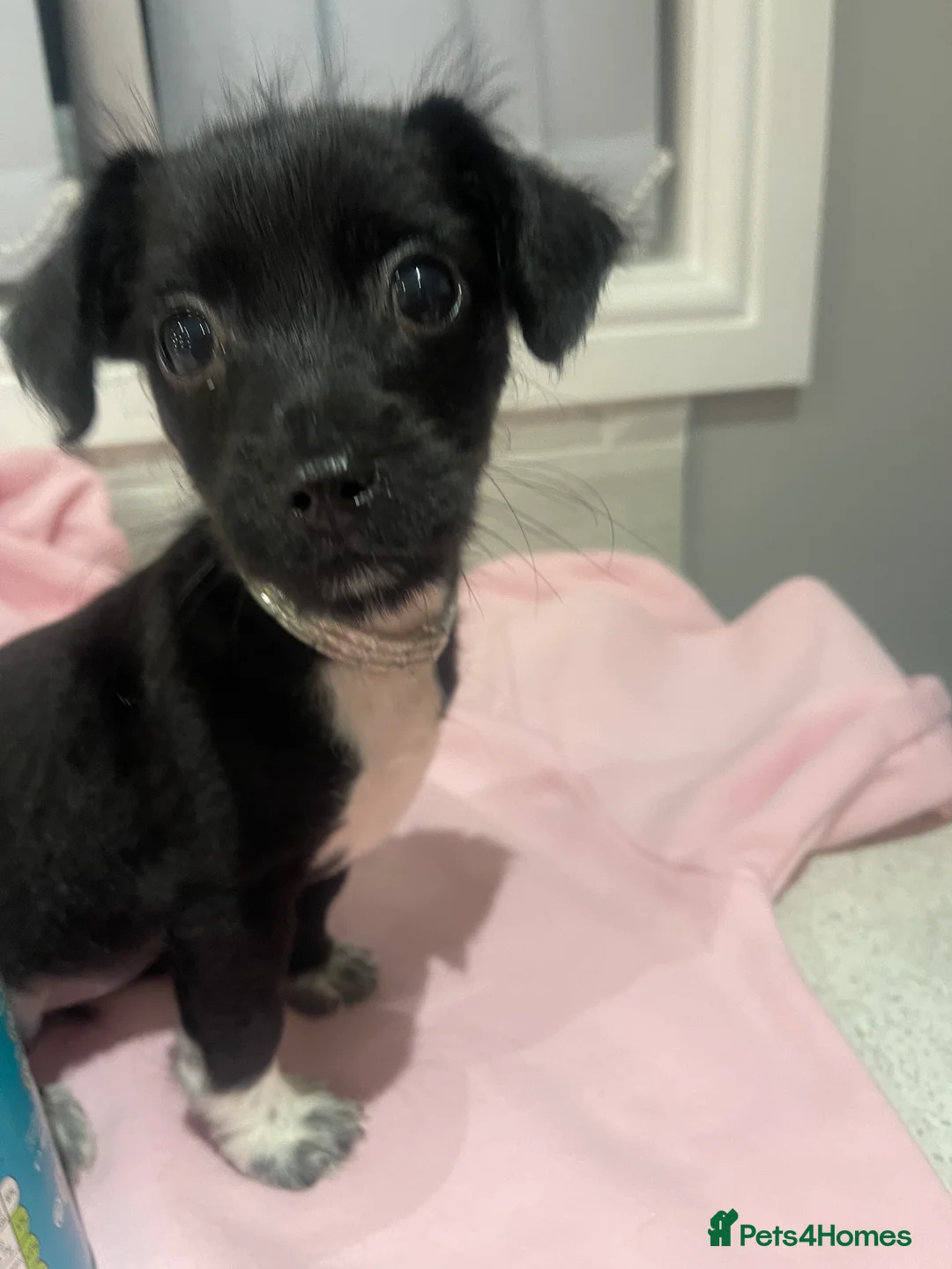 Mixed Breed dogs for sale: Beautiful miniature puppy girl  - Advert 3