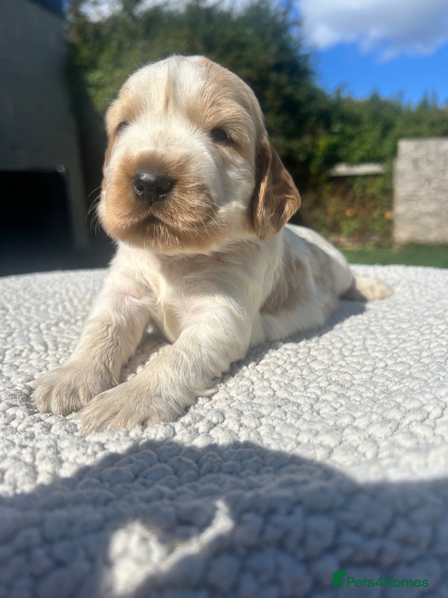 Cocker Spaniel dogs Cocker Spaniel Pups  - Advert 6