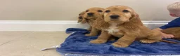Cocker Spaniel dogs for sale: Adorable golden and balck and tan cocker spaniels  in Llanon - Advert 8