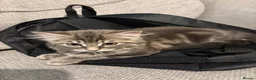 Mixed Breed cats for sale: Grey and white kittens in Preston - Advert 6