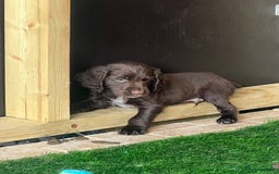 Cocker Spaniel dogs for sale: 🐾 Gorgeous working Cocker Spaniel puppies 🐶  - Image 12