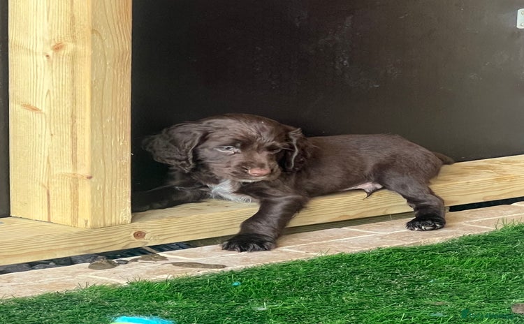 Cocker Spaniel dogs - Advert 9