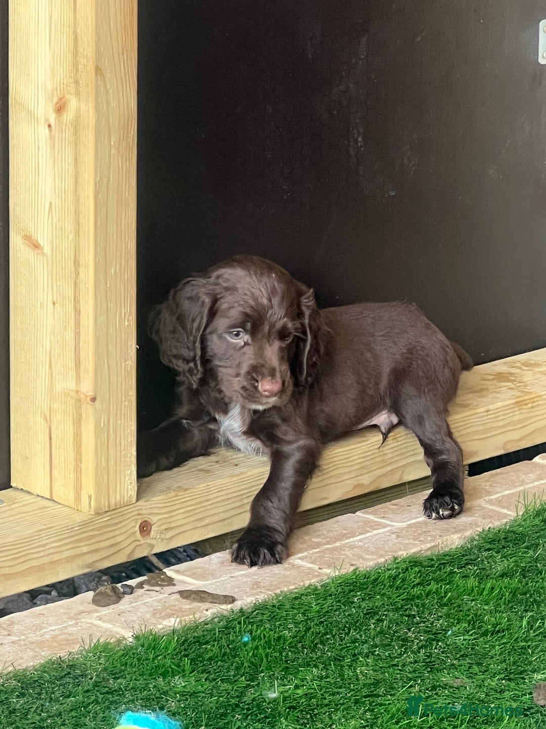 Cocker Spaniel dogs for sale: 🐾 Gorgeous working Cocker Spaniel puppies 🐶  - Image 12