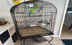 Budgerigars birds for sale: A pair of male budgies.  - Image 2