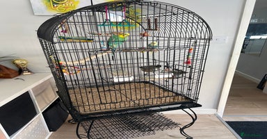 Budgerigars birds - Advert 3