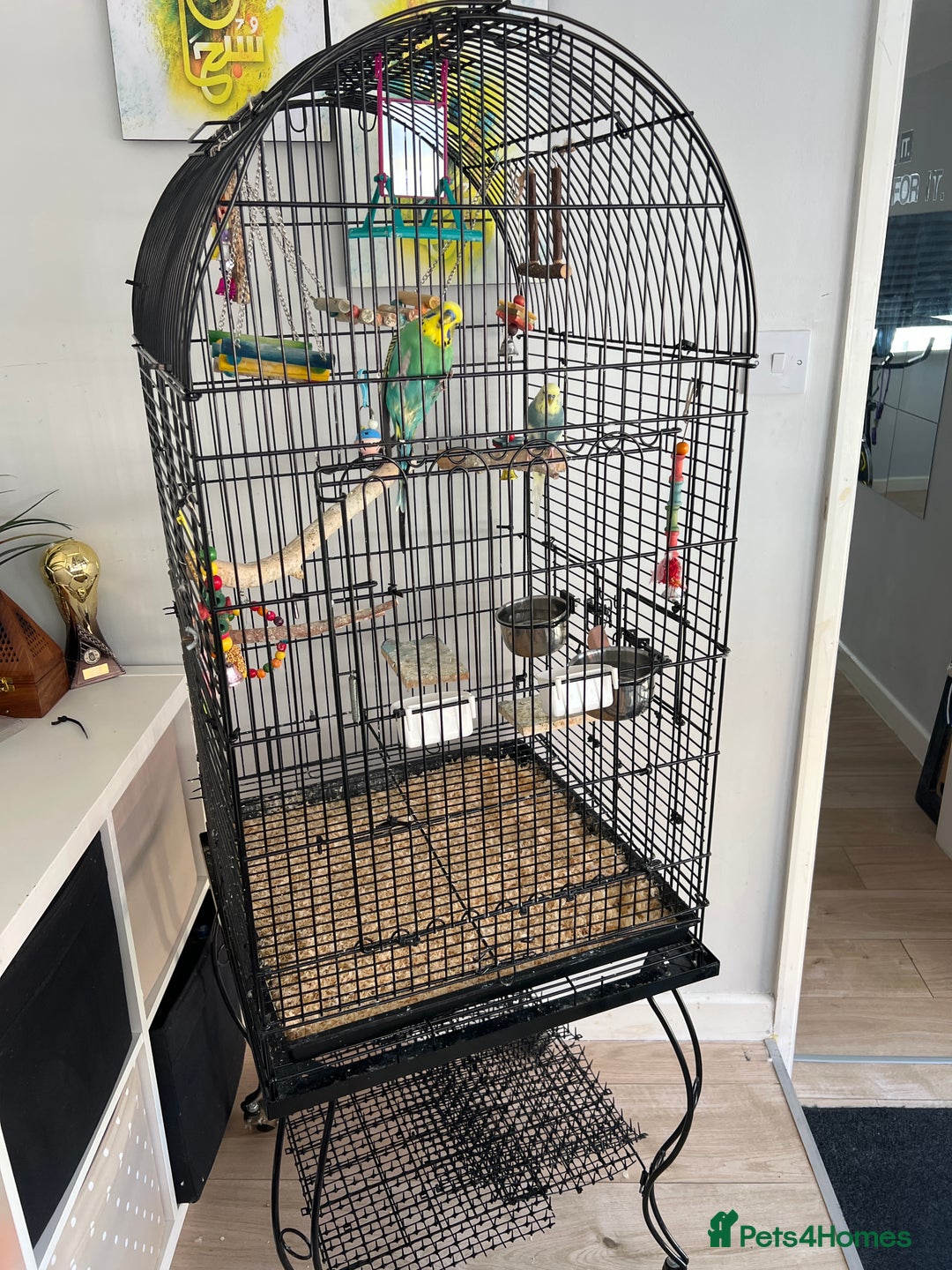 Budgerigars birds for sale: A pair of male budgies.  - Image 2