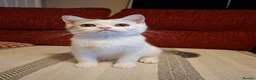 British Shorthair cats for sale: Ready to leave! 🐱 - Advert 8