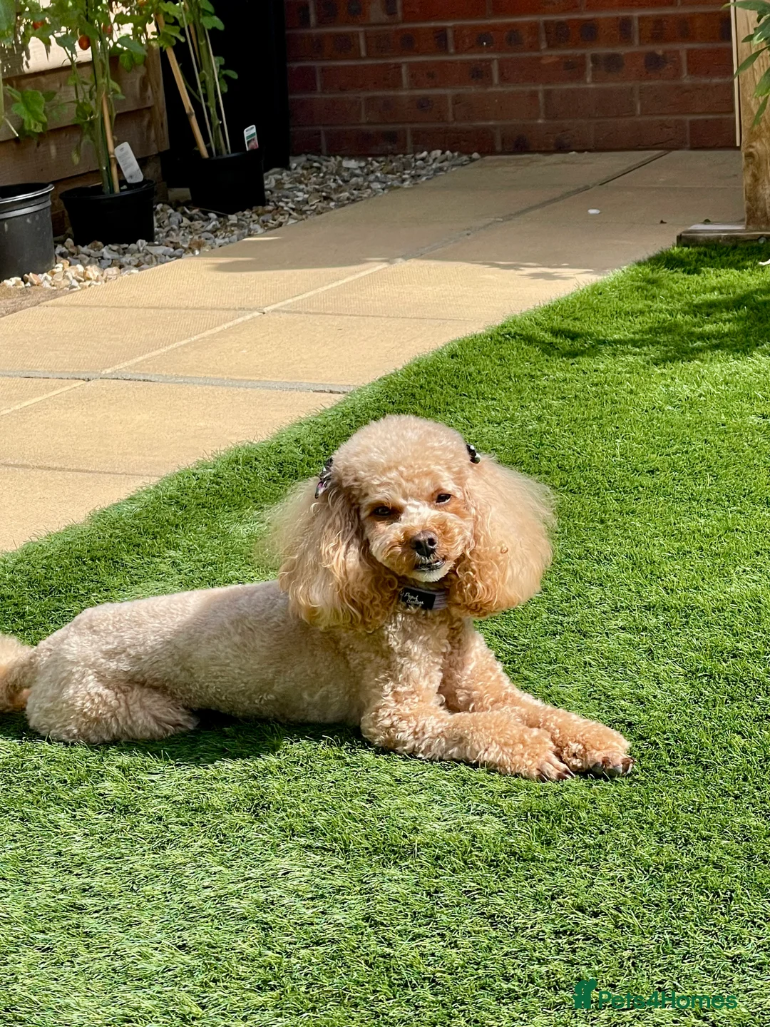 Toy Poodle dogs for sale: toy poodle puppies - Advert 1
