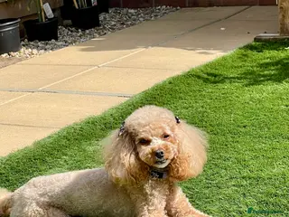 Toy Poodle dogs toy poodle puppies - Advert 2