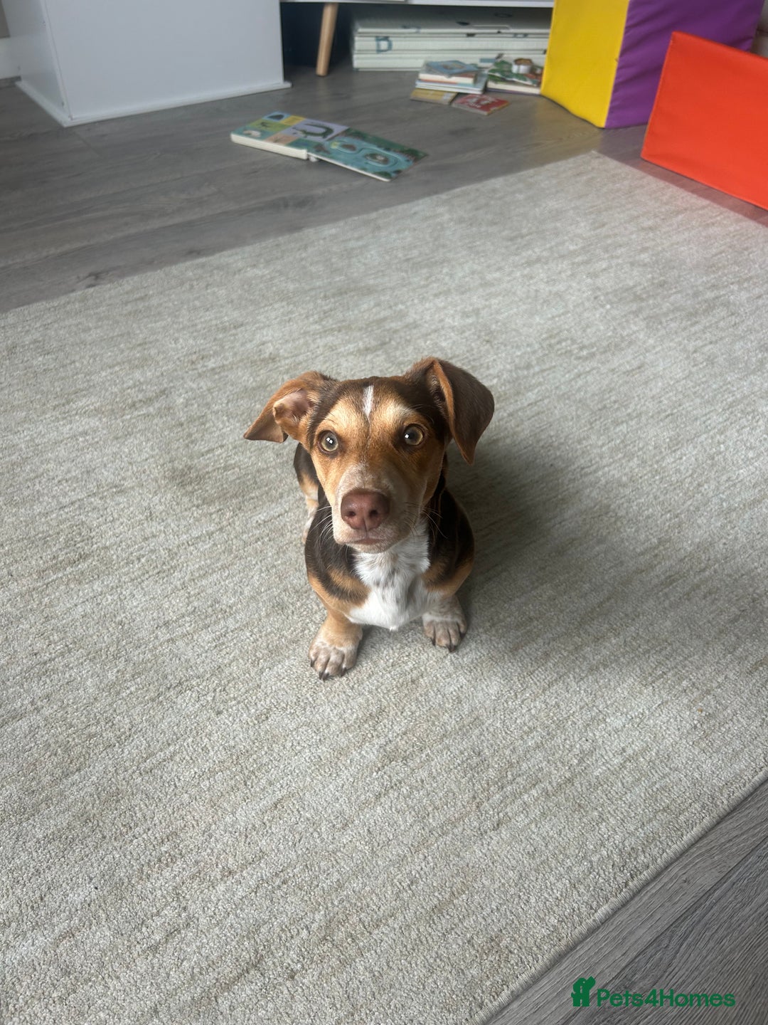 Mixed Breed dogs for sale: Miniature daschund & Jack Russell cross - Image 3