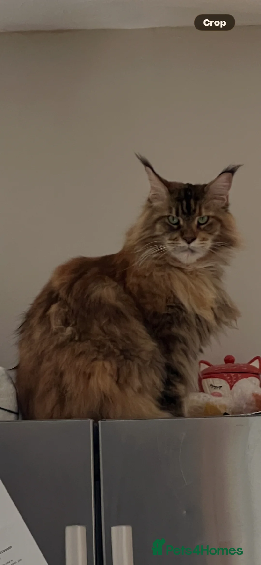 Maine Coon cats for sale: Lady Roza looking for a loving home - Advert 1