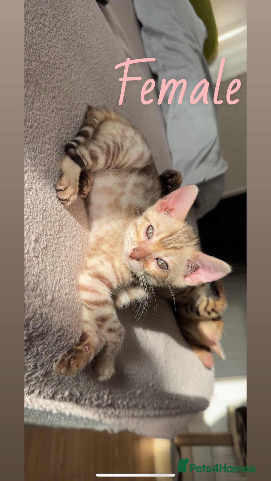 Bengal cats for sale: Pure Bred Bengals 1 BOY & 1 GIRL AVAILABLE!💓 - Advert 1