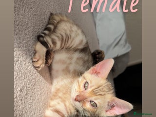 Bengal cats Pure Bred Bengals 1 BOY & 1 GIRL AVAILABLE!💓 - Advert 1